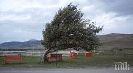 жълт код силен вятър обявен области страната