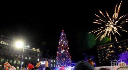 коледната елха софия грейна снимки