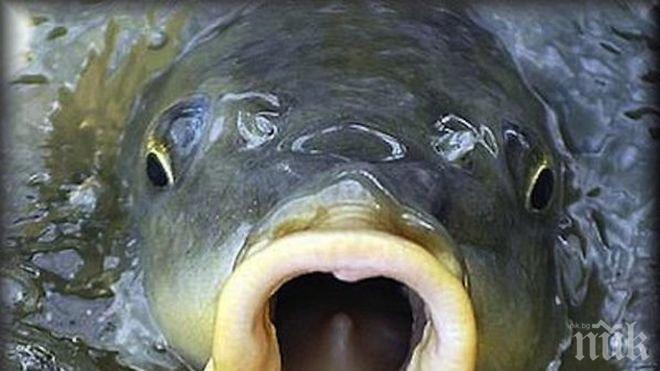 30 лева за екошаран по Никулден