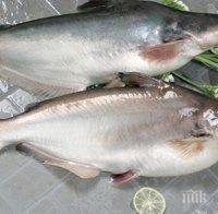 Рибни борси в Тутракан: Шаран на цена от 6 лева за килограм за Никулден
