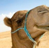 Бяла камила и камилче са новите обитатели на варненския зоопарк
