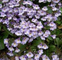 Орфеевото цвете е на път да изчезне