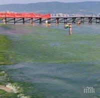 Учени добиват енергия от синьо-зелени водорасли