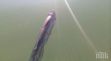 георги георгиев отглежда риба село горски извор