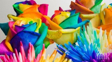 цветовете 2016