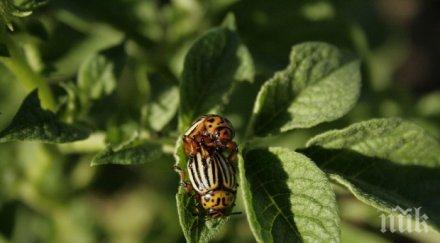 оранжерия канабис намерена полицейска операция силистренско село