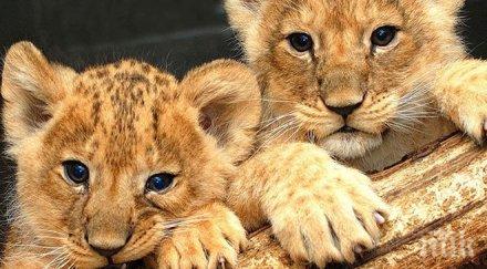 зоопарк стара загора скоро обитатели