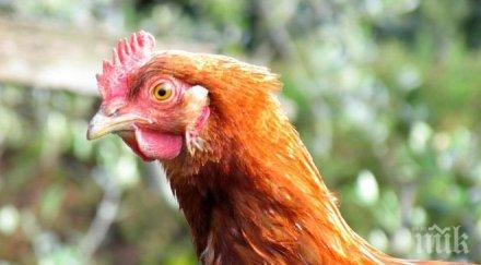 япония забранила вноса птиче месо франция заради случаи птичи грип