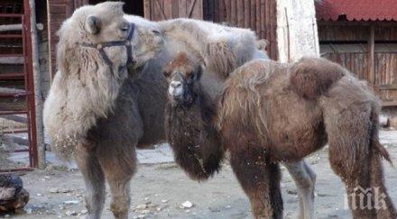 варненският зоопарк сдоби обитатели