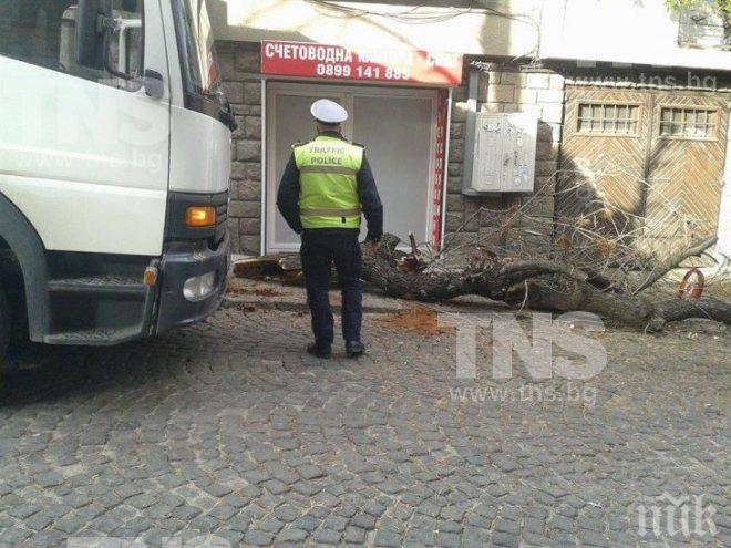 Камион се заби в дърво на оживена пловдивска улица