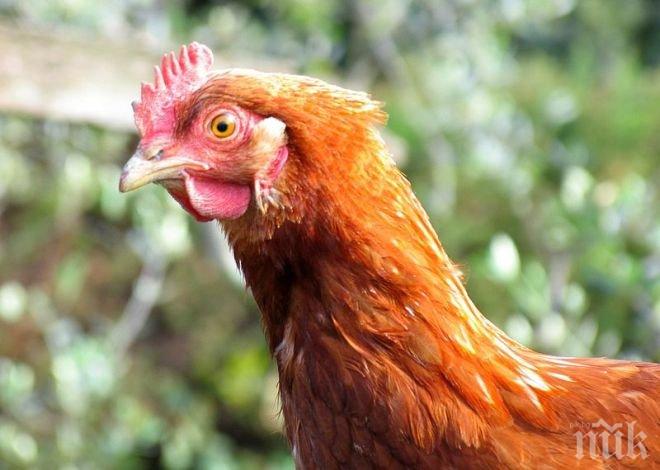 Япония е забранила вноса на птиче месо от Франция заради случаи на птичи грип

