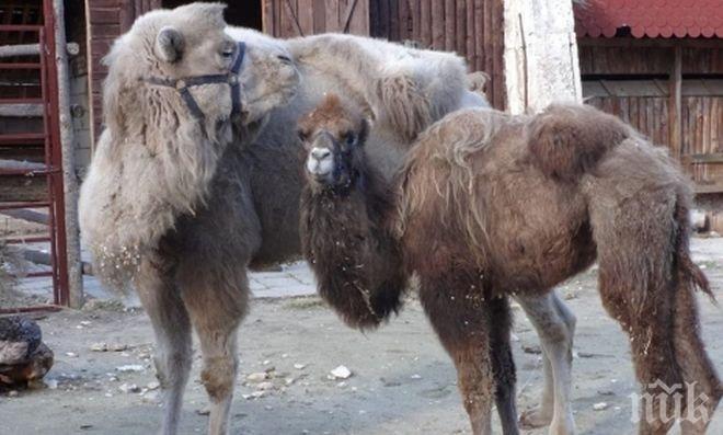 Варненският зоопарк се сдоби с нови обитатели
