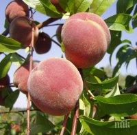 В Китай откриха най-старите костилки от праскови
