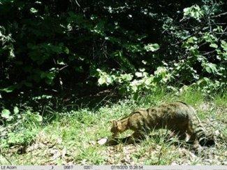 уникално диви котки открити витоша