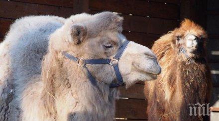 пик бяла камила камилче новите обитатели варненския зоопарк