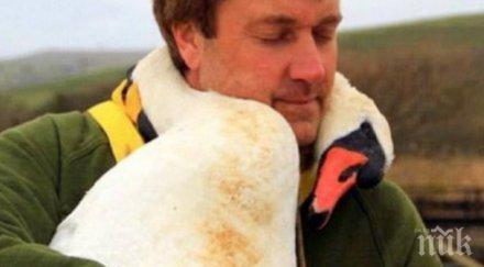 ранен лебед прегърна спасителя