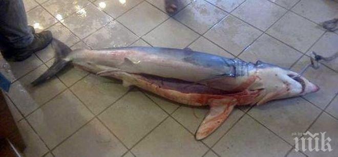 Шамар за Никулден! ЕС ни забранява да ловим калкан и акула в Черно море през 2016-а