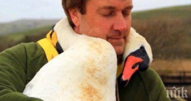 Ранен лебед прегърна спасителя си
