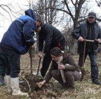 Гора от липи засадиха в Пловдив
