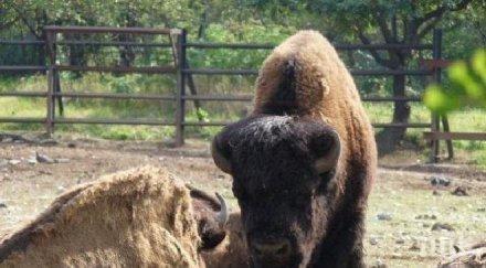 бъдещите ремонти зоопарка варна възлизат 700 000 лева