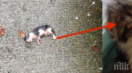 обвива полумъртво коте хартиена торбичка последва прави насълзих