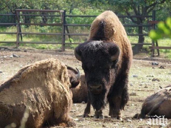 Бъдещите ремонти на зоопарка във Варна възлизат на 700 000 лева
