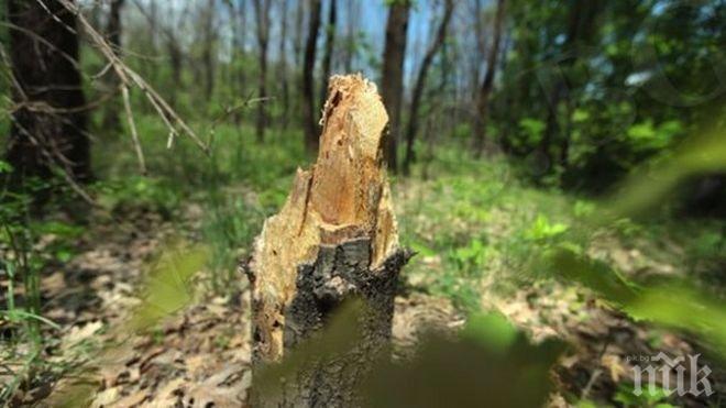 Горски инспектори от Ловеч съставиха 4 акта за незаконна сеч