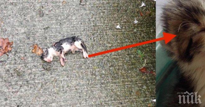 Тя обвива полумъртво коте в хартиена торбичка. Какво последва? Защо го прави? Насълзих се!