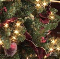 Областният управител на Плевен дари с жива елха приемни семейства 