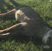 Отровиха прайд лъвове, участвали в телевизионен сериал на Би Би Си