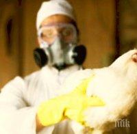 Три нови огнища на птичи грип във френски птицеферми