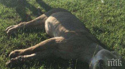 отровиха прайд лъвове участвали телевизионен сериал