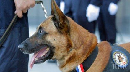 първи кутрета заченати витро растат сащ