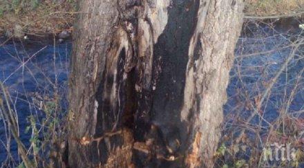 вандали прорязаха дръвчета разлог