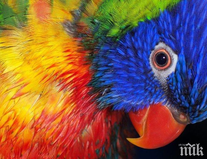 Спряха незаконна търговия със защитени папагали от вида Жако