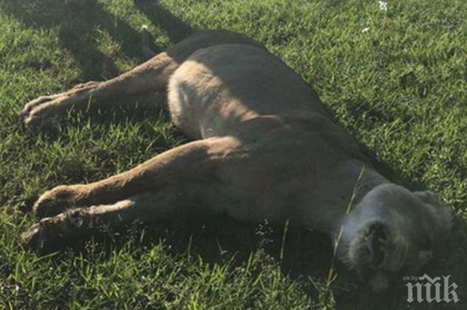 Отровиха прайд лъвове, участвали в телевизионен сериал на Би Би Си