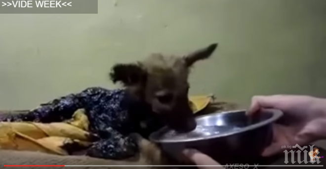 Не можеш да изгледаш това видео без да се разплачеш! Не можеш и да го подминеш! Виж го!