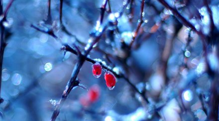 социологът цветозар томов вяла избирателна активност