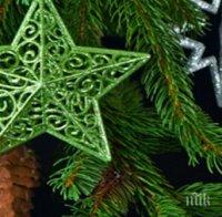 Държавното горско стопанство 