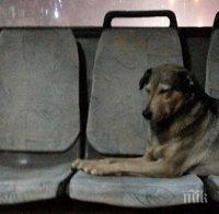 Нова атракция в Софийския градски транспорт! Един специален пътник, който винаги е добре дошъл!