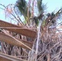 4 дни спасяват котка, качила се на палма