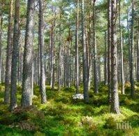 Богаташи с незаконни карабини с оптика бродят посред нощ в резерват