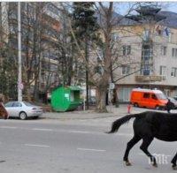 Коне препускаха по централен булевард във Враца (снимки)