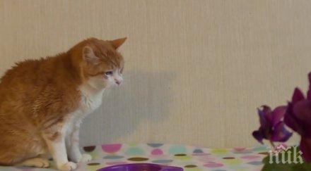 сърбия старата котка европа видео