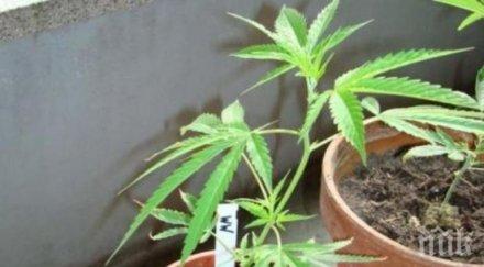 първи път разрешиха отглеждане употреба марихуана развлечение мексико