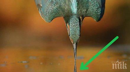 години 720 000 опита един фотограф сетне успя направи идеалната снимка рибарче