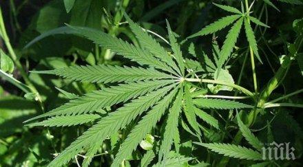 заловиха годишен дилър трева бургас