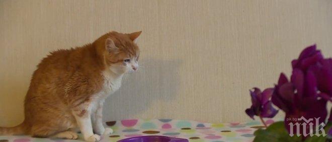 В Сърбия живее най-старата котка в Европа (видео)