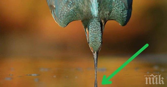 След 6 години и 720 000 опита, един фотограф най-сетне успя да направи идеалната снимка на рибарче