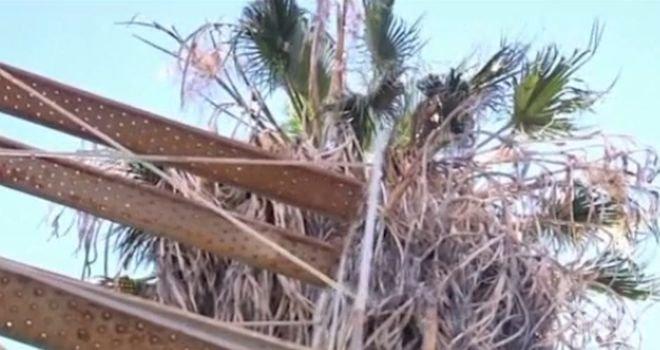 4 дни спасяват котка, качила се на палма